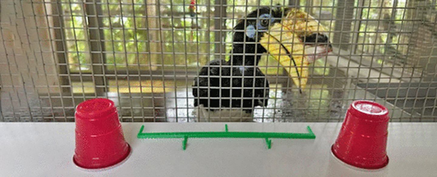 Bird Scores as High as Primates in Key Cognitive Test | RealClearScience