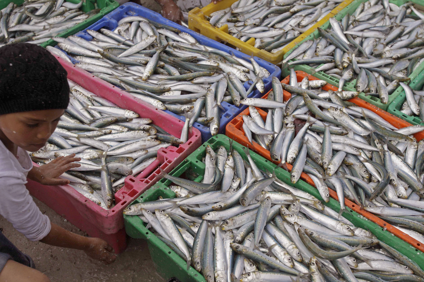 Climate Change Appears to Be Shrinking Fish in the Pacific ...