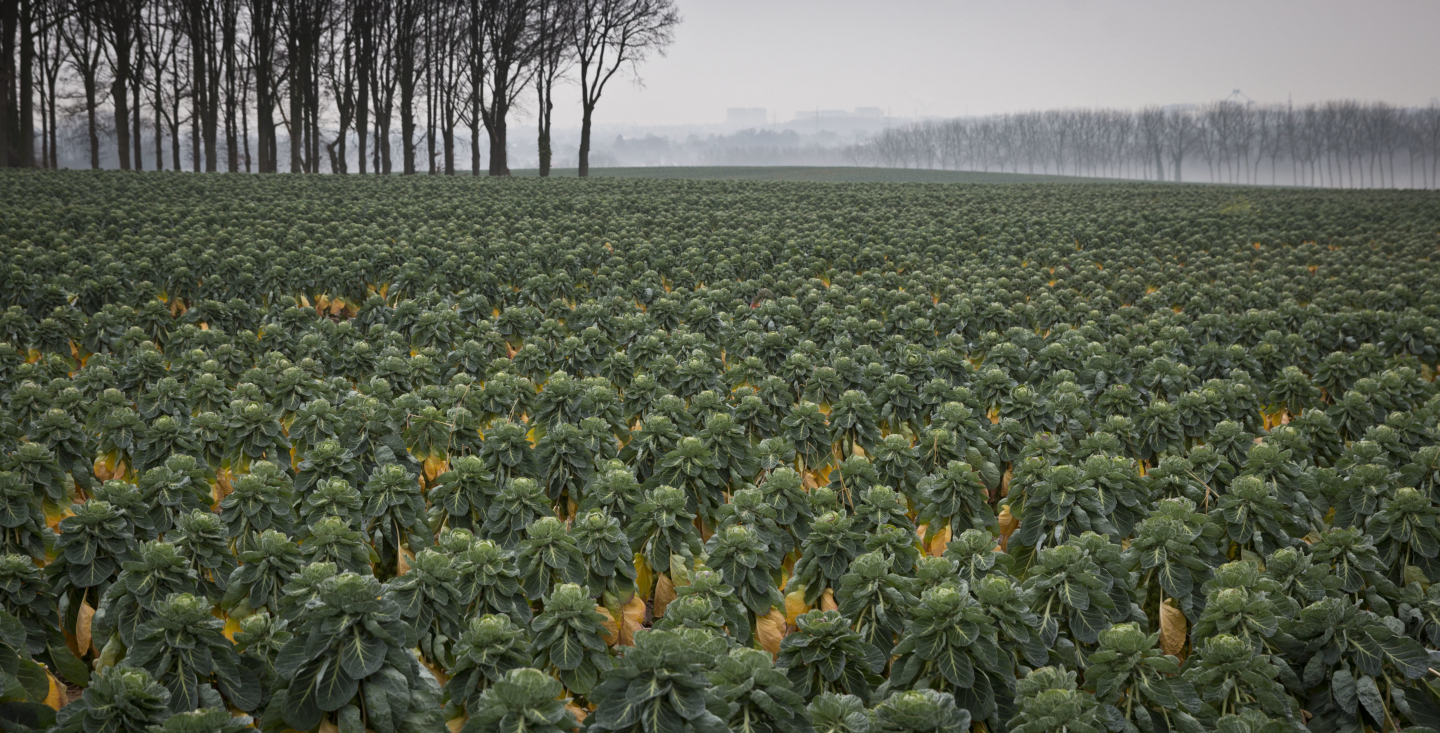 Are Kale, Broccoli, and Cauliflower All the Same Plant? RealClearScience