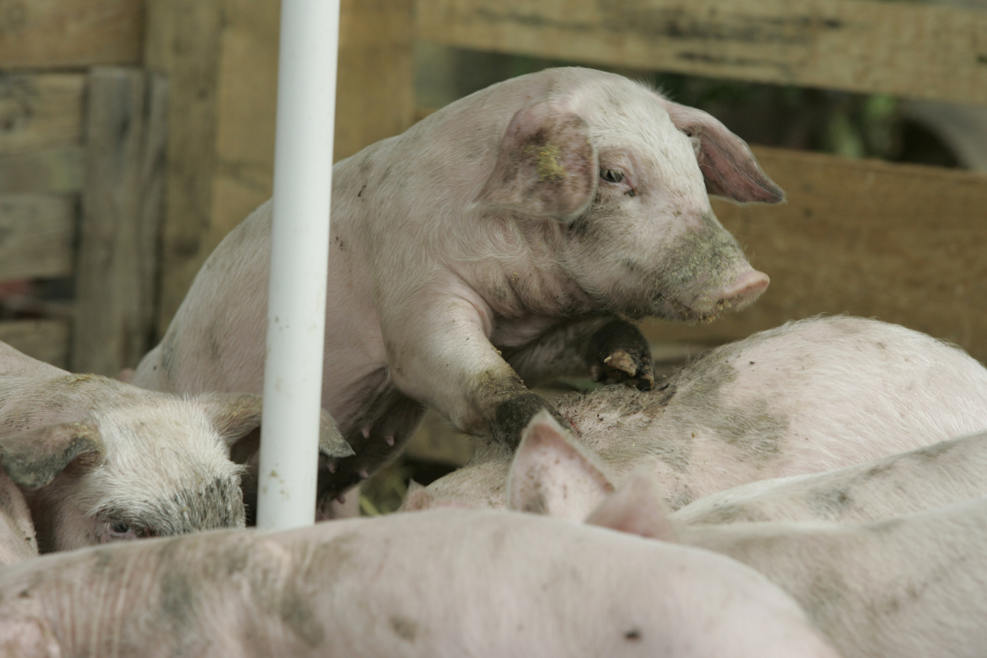 Humans Pass More Viruses to Animals Than We Catch From Them