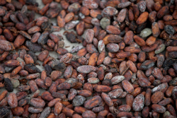 A New Cacao Plant Could Change the Chocolate Industry