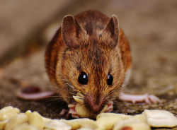 Scientists Installed Millions of Human Brain Cells Into Mice