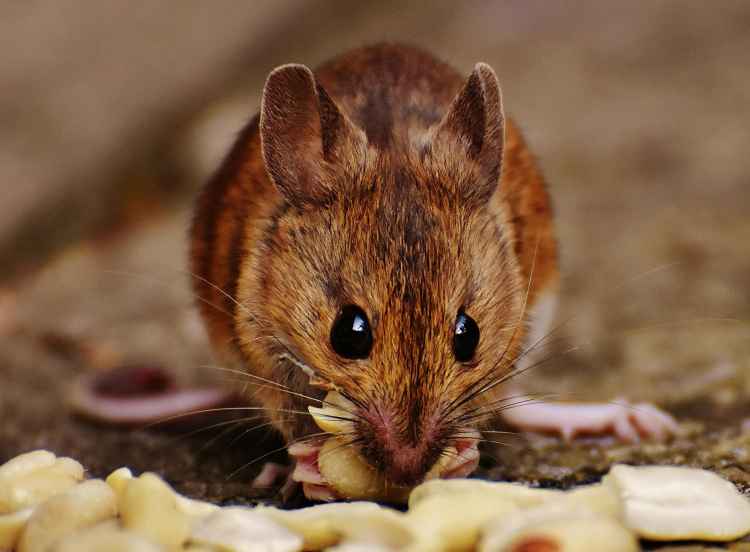 Scientists Installed Millions of Human Brain Cells Into Mice