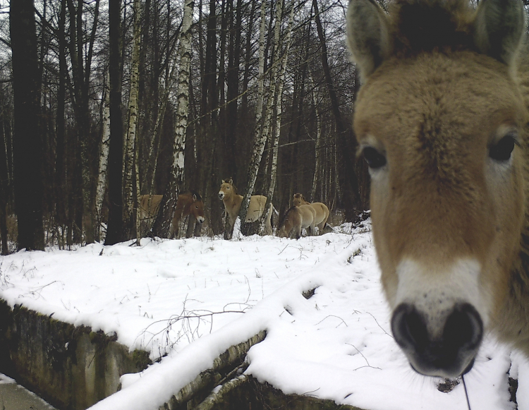 Five Strange Ways Wildlife Is Changing Inside Chernobyl
