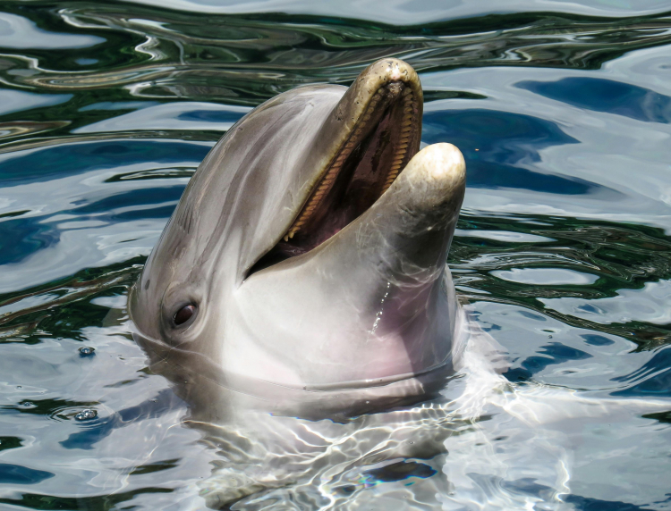 What We Can Learn From Dolphins About Aging
