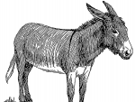 Line art drawing of a donkey.