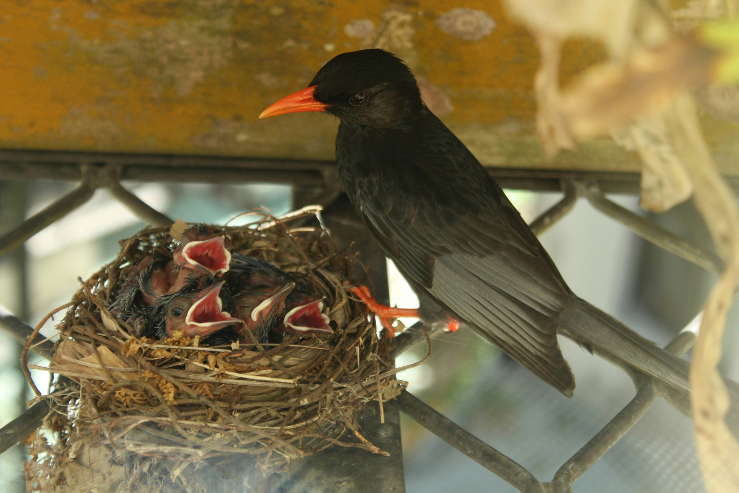 Why Do Birds Get Less Cancer Than Mammals? | RealClearScience