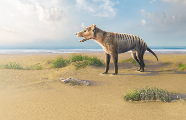 The Tasmanian Tiger Had a Bite Unlike Any Other