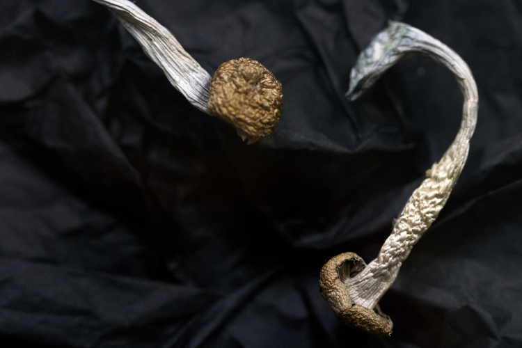 Did Magic Mushrooms Make Us Religious?