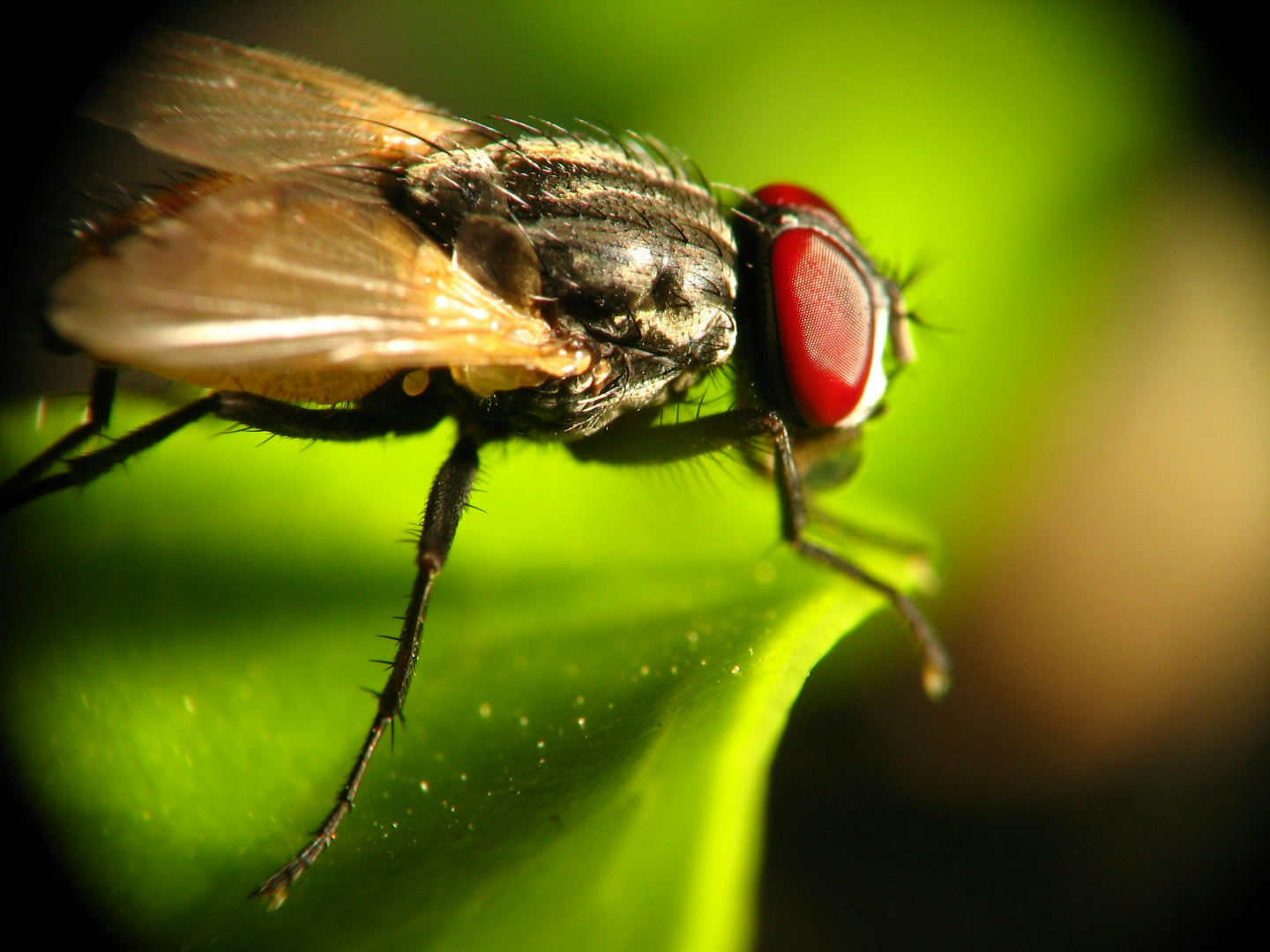 The Night of the Zombie Insects | RealClearScience