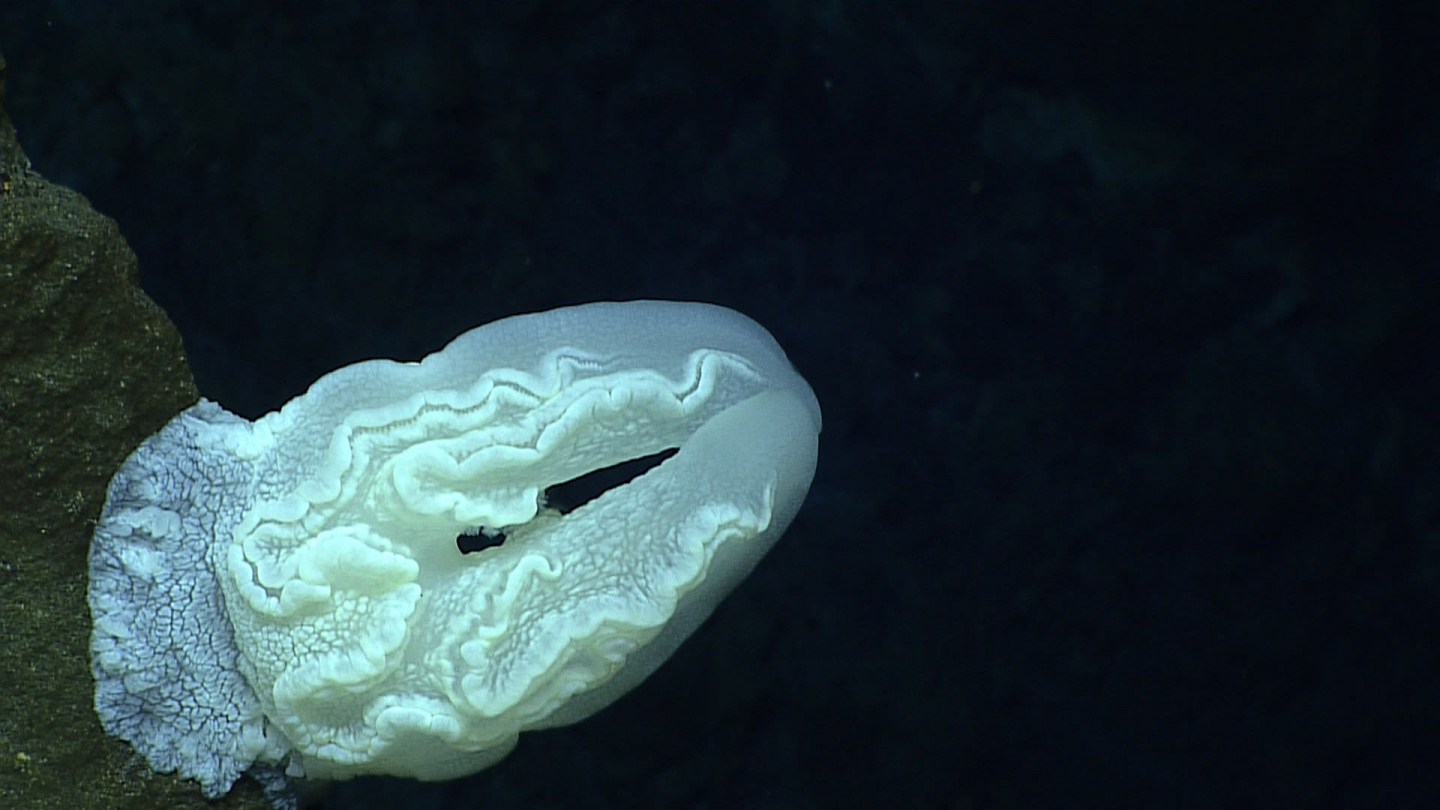Study Shows That Comb Jellies Can Age in Reverse | RealClearScience