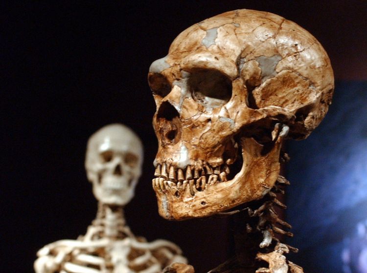 Could We Ever Clone Neanderthals?