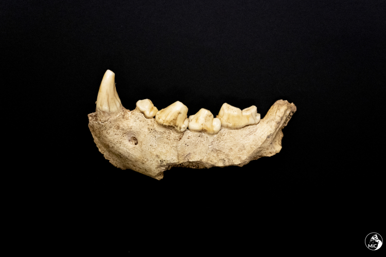 Neanderthals May Have Used Stone Drills to Treat Cavities