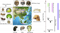 Bone Strength Provides New Clues About Human Evolution
