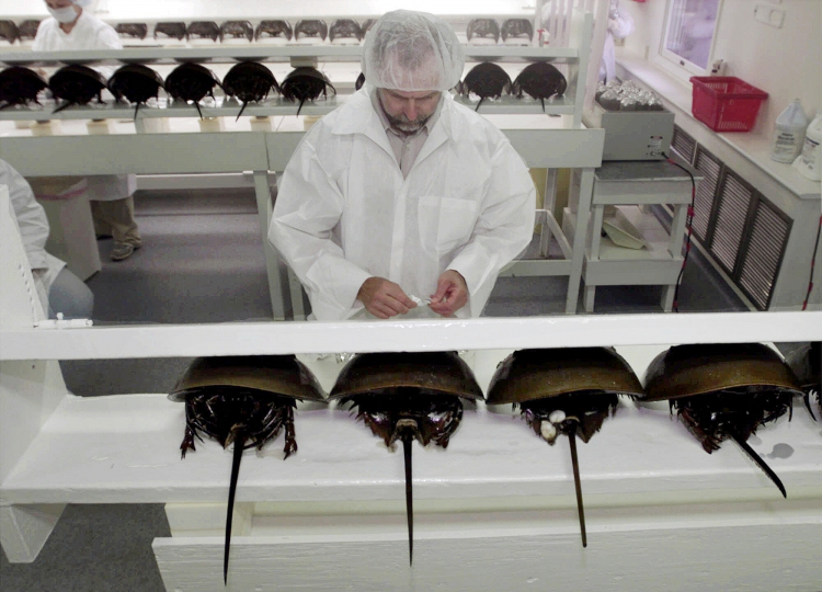 Why the U.S. Still Bleeds Horseshoe Crabs