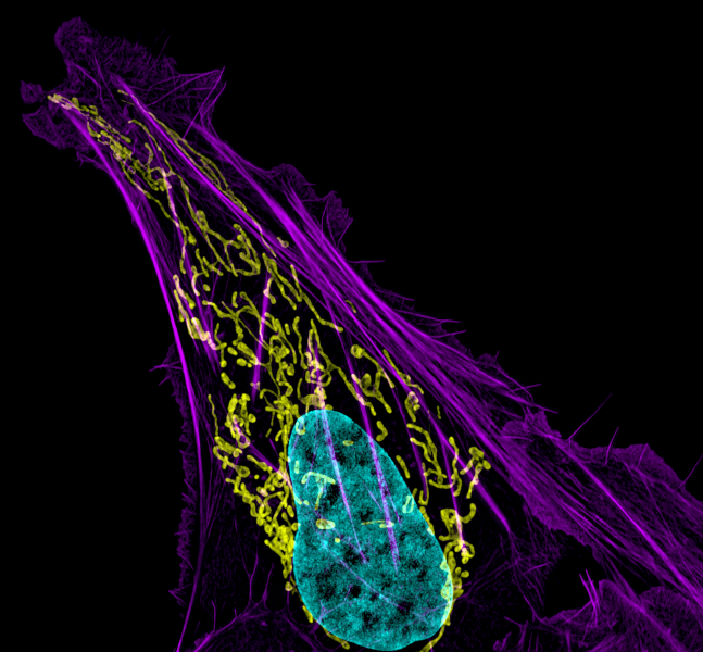 Martin Picard's Mitochondrial Theory of Mind