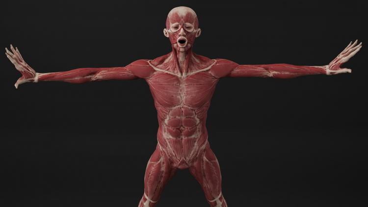 A Clue to Prevent Muscles From Aging?