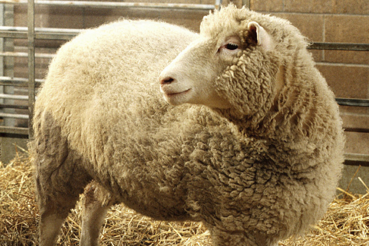 The Enduring Legacy of Dolly the Sheep
