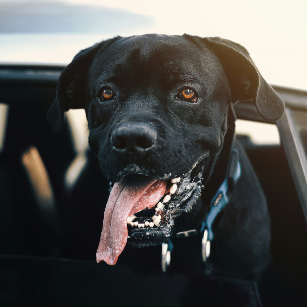 The Pros and Cons of Dog Ownership | RealClearScience