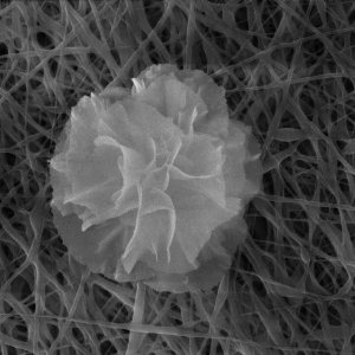 Delicate Nanoflower Is Downright Deadly to Bacteria | RealClearScience