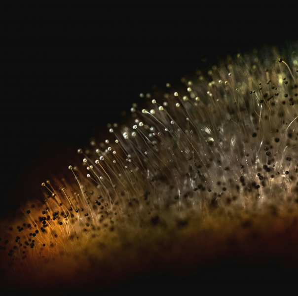 Rock-Eating Fungi Flourish Deep Below Our Feet