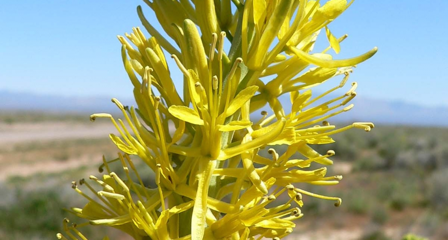 Billion People Are Deficient in Selenium. A Plant Could Help ...