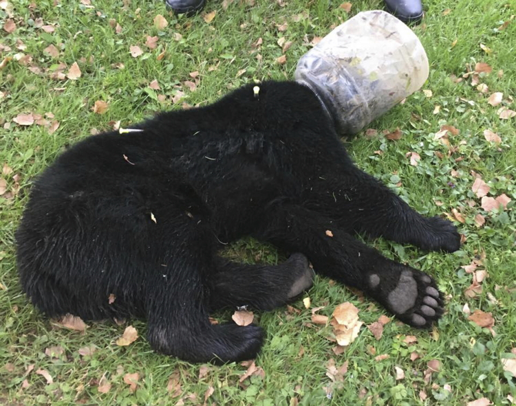 Bear Cub Rescue Maryland Department of Natural Resources