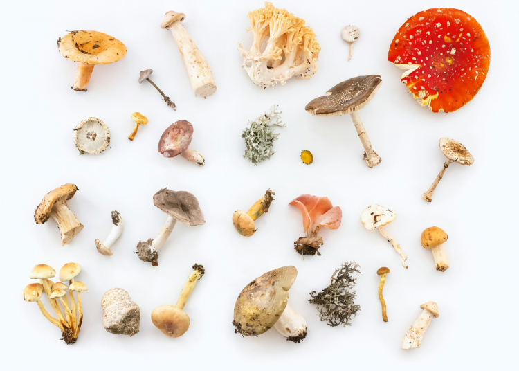 Strange Mushroom Keeps Making People See Tiny Elves