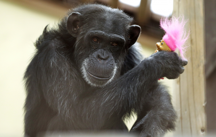 Chimpanzee Calls Hint at Origins of Language