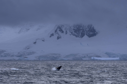 Deep-Ocean Heat Is Heading to Antarctica, Threatening Ice