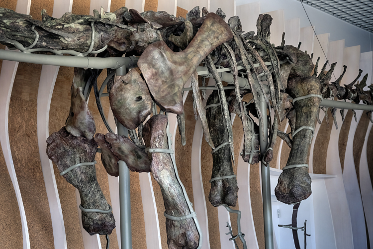 Mysterious Bone Disease Ravaged Brazil's Giant Dinosaurs