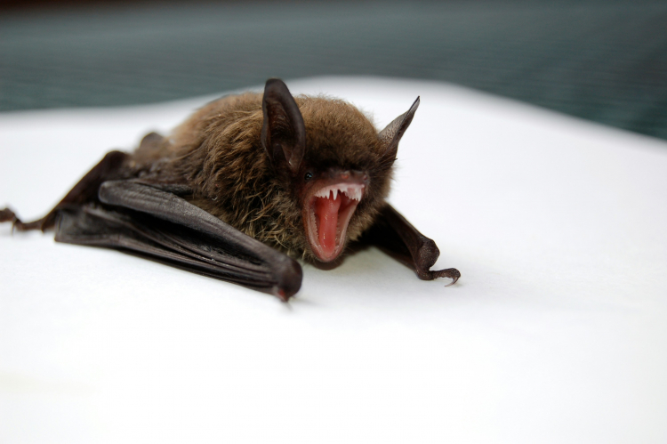 Scientists Reveal Secret of Bats' Amazing Longevity