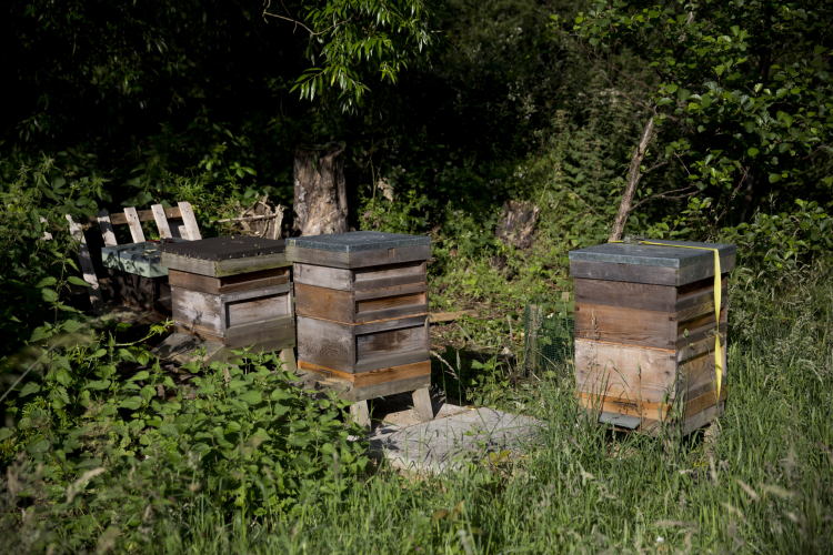A Honey Bee Colony Can Be Viewed as a Superorganism