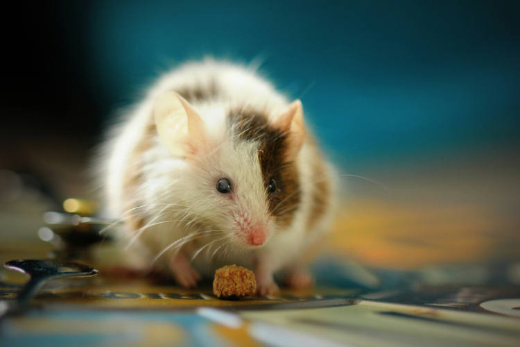 Longevity Protocol Shows Promise... in Mice