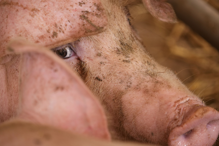 Gene-Modified Pig Kidney Keeps Man Alive for 9 Months