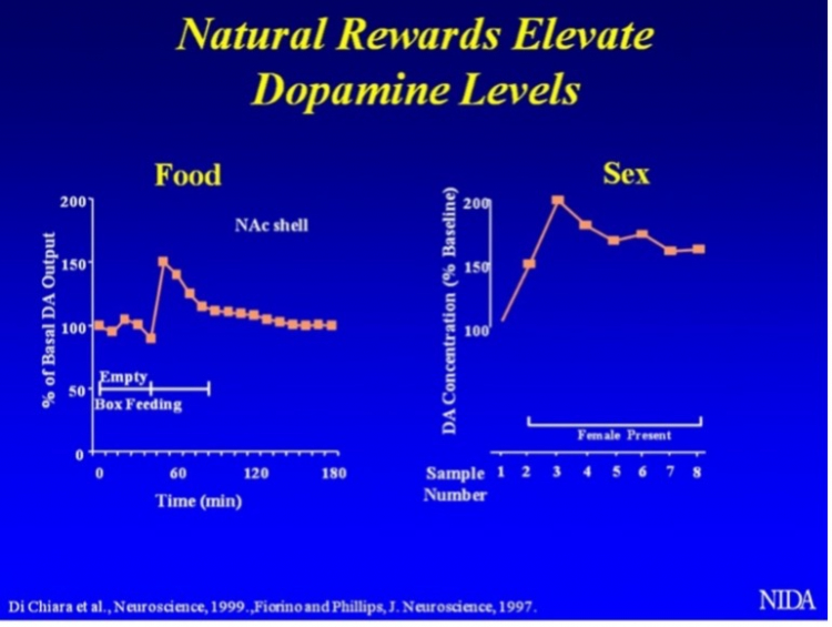 Natural Rewards Elevate Dopamine Levels NIDA