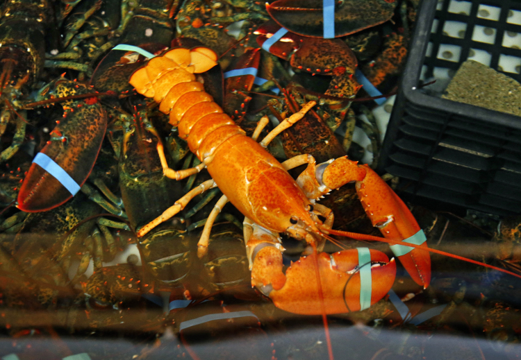 Painkillers Prevent Pain Responses in Lobsters