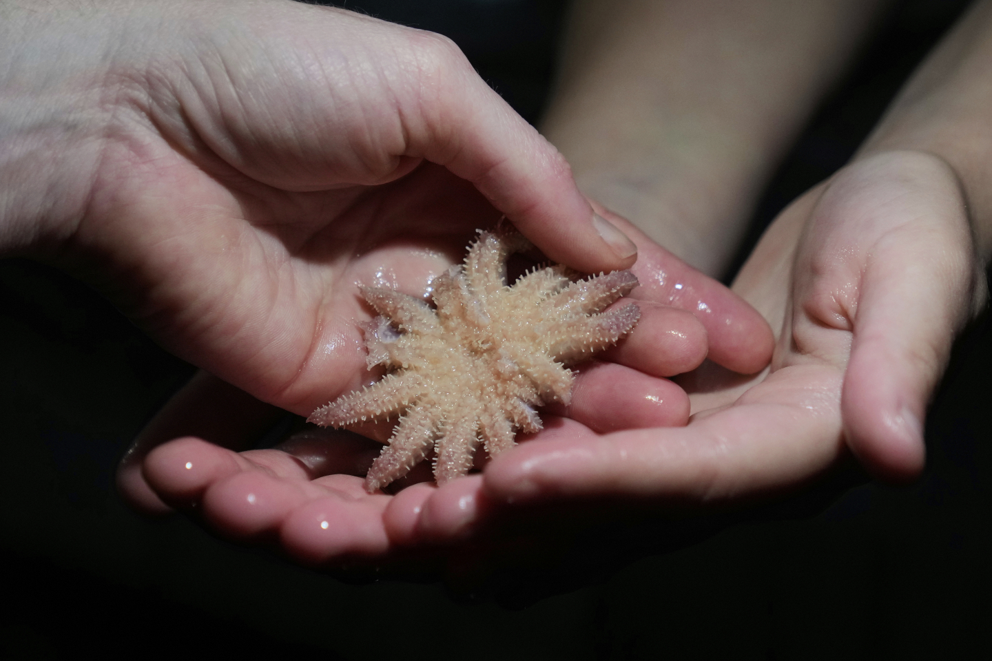 Scientists Finally Know What Killed 5 Billion Sea Stars RealClearScience