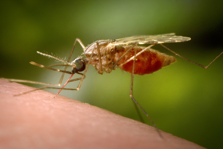 Beer Drinkers Are Mosquito Magnets