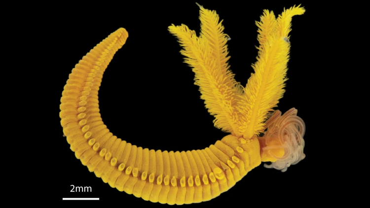 Deep Sea Worm Has Crazy Way to Survive Toxic Arsenic