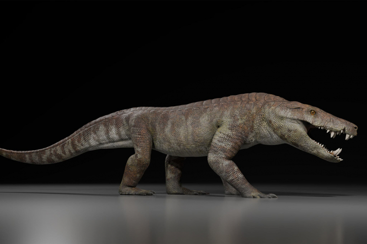 Crocodile Relative Fiercely Competed With Dinosaurs