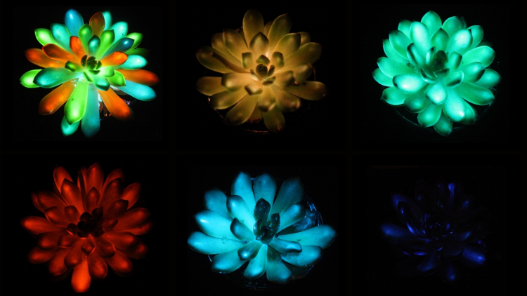 Scientists Create Gorgeous Glow-in-the-Dark Succulents