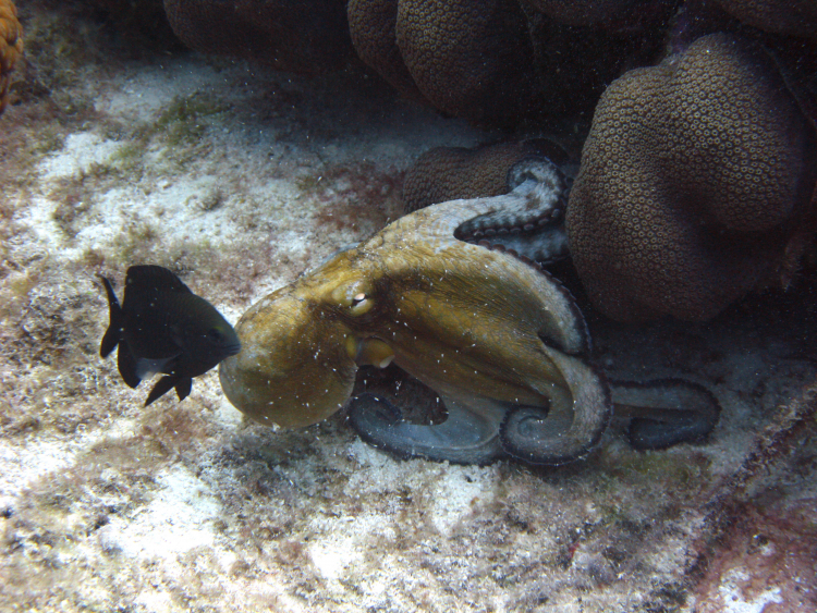 The Sudden Surges That Forge Evolutionary Trees