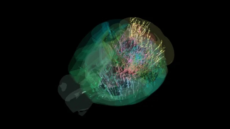 Map of 600,000 Brain Cells Changes Views on Decision-Making