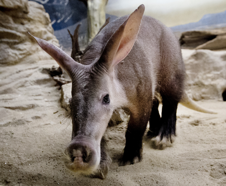Aardvark Burrows Could Be Ground Zero for Next Pandemic