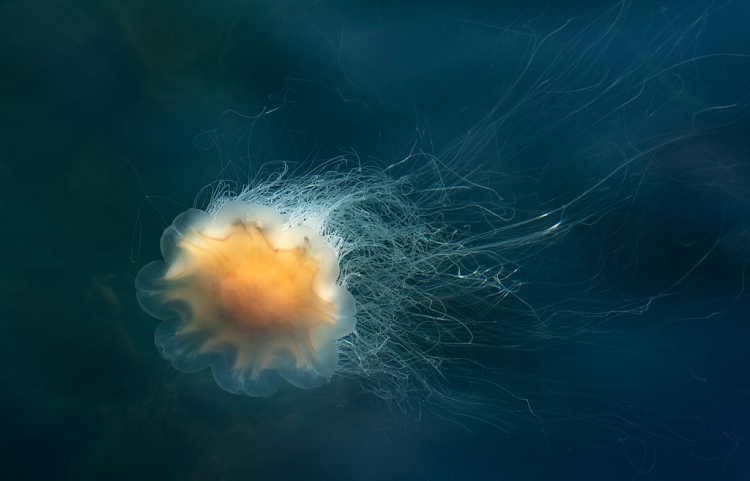 No One Knows Where the Largest Jellyfish Comes From