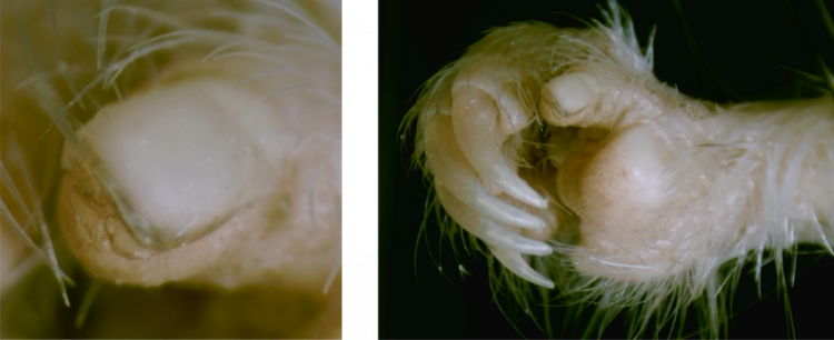 Why Do Rodents Have Human-Like Thumbnails?
