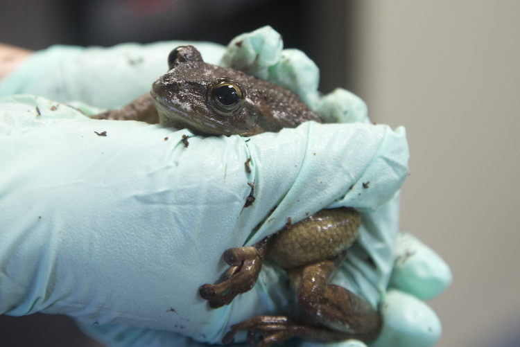 Five Dramatic Ways Animals Respond to Human Noise