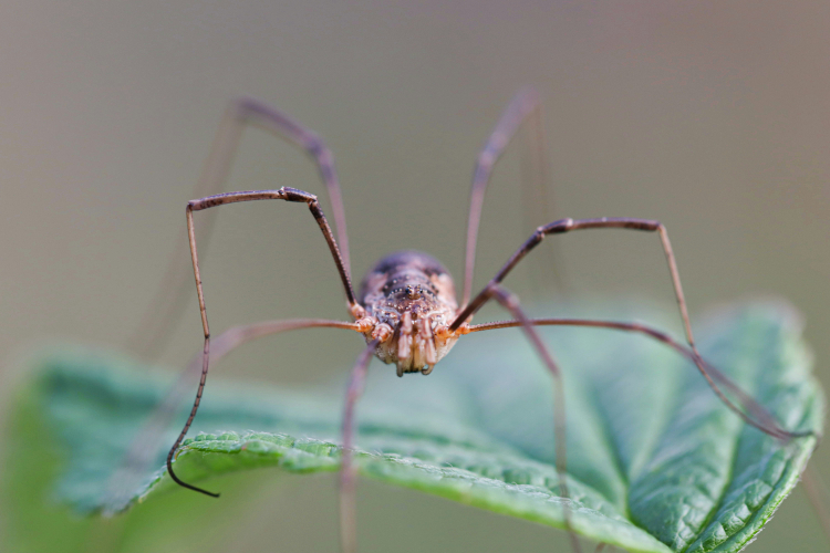 Daddy Longlegs Have Two More Eyes Than We Thought