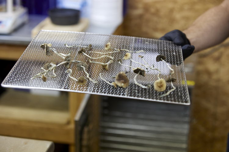 Single Dose of Psilocybin May Cause Lasting Changes to Brain